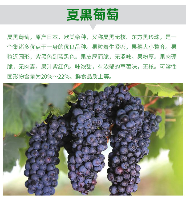 辣椒产业网 辣椒供应 供应 新鲜夏黑葡萄 一级无核葡萄品种产品简介