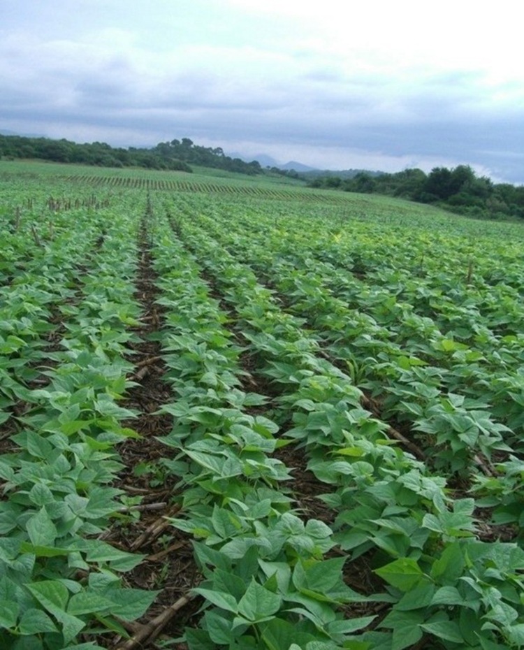 黑豆种子 芽苗菜种子 春季种 春播蔬菜种子 绿心黑豆种子家庭盆栽