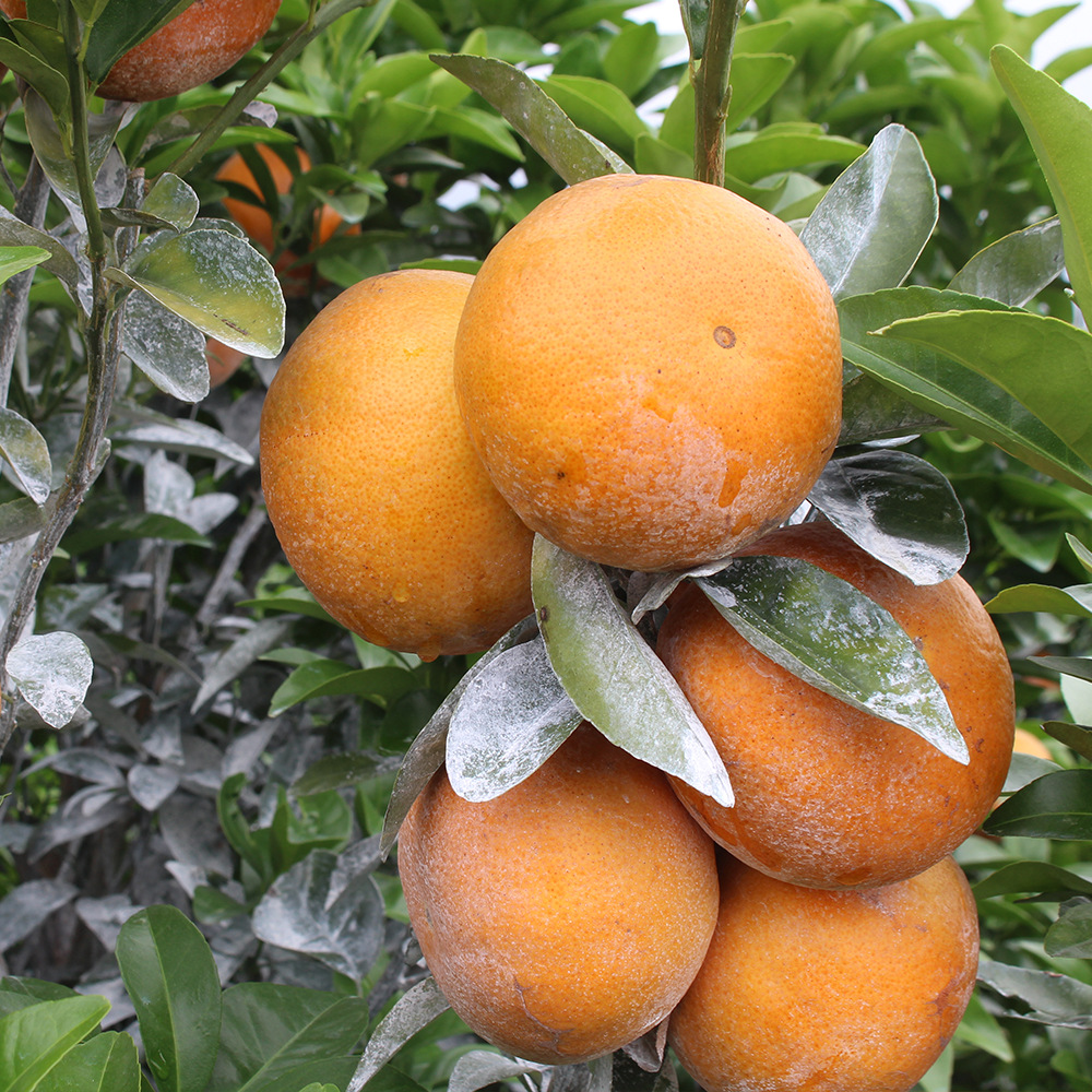 广西茂谷柑水果新鲜当季整箱橘子砂糖柑橘沃柑应季桔子10斤批发