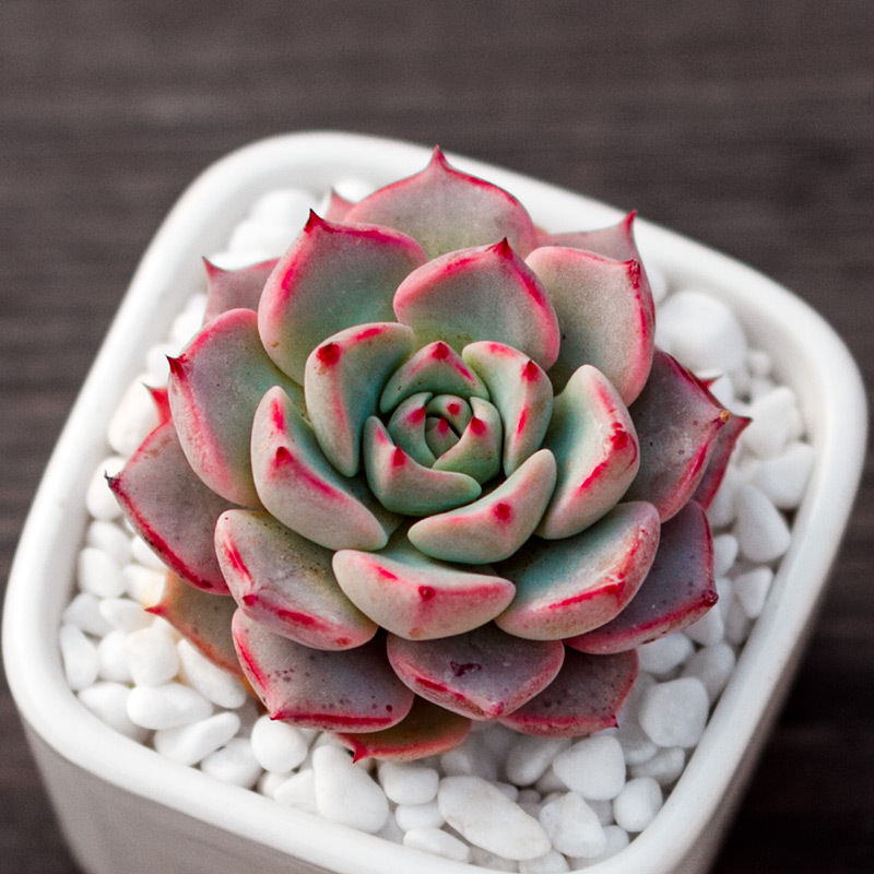 多肉植物 红爪 又名野玫瑰之精 盆栽绿植花卉盆花组合多肉d