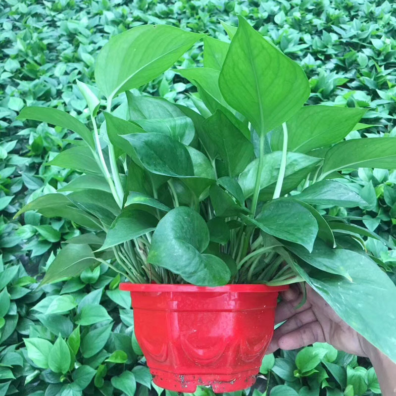 【基地直供】观叶植物室内花卉盆栽吸甲醛可水培180#红盆储水绿萝
