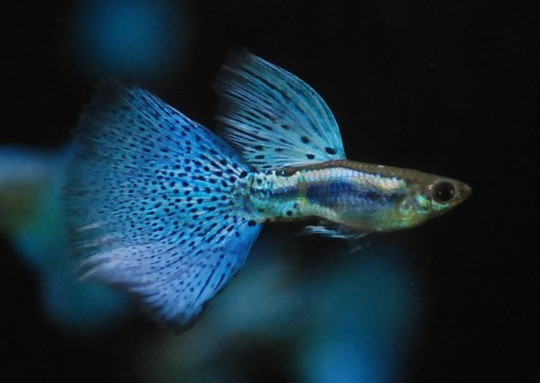 蓝草孔雀鱼 孔雀鱼 观赏鱼 宠物鱼-阿里巴巴