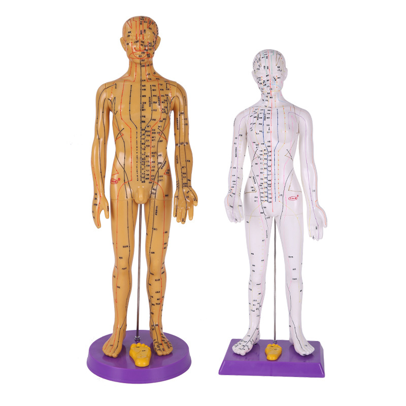 人体针灸穴位模型全身经络模型刻字清晰教学按摩人模男女人体模型