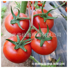 齐达利大红果西红柿种子种苗 齐达利番茄种子先正达公司