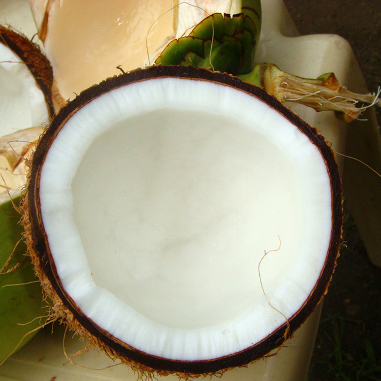 海南新鲜水果椰皇 抛光老椰子5个装一件包邮送小刀吸管刨椰器椰子