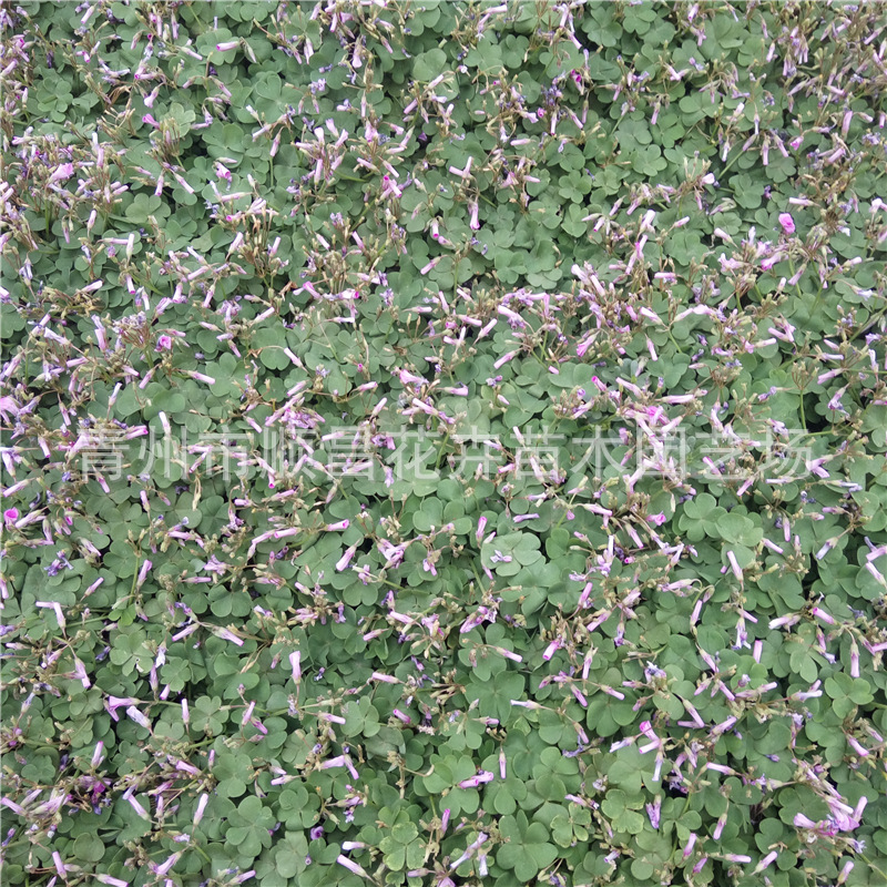 红花酢浆草 红花醡浆草种子红花炸浆花白花醡浆草黄花红花三叶草