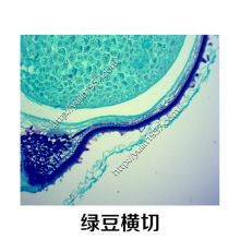 生物显微镜中药实验 玻片 切片标本 绿豆横切