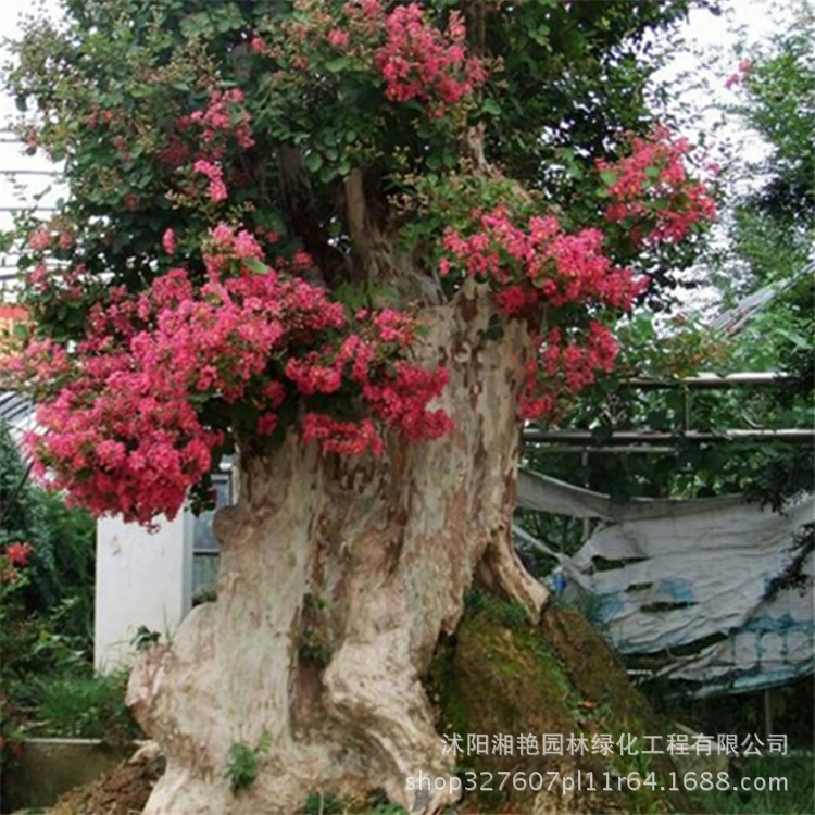 大型紫薇树桩造型 红花紫薇盆景树桩 天鹅绒紫薇古桩盆景带花实物