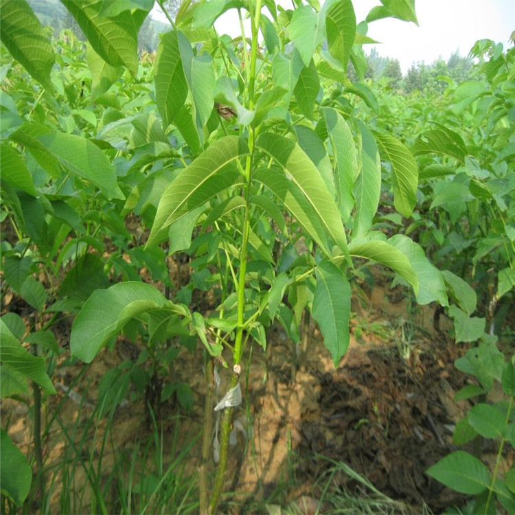 大量出售嫁接核桃苗 根系发达美国山核桃品种 2年核桃小苗