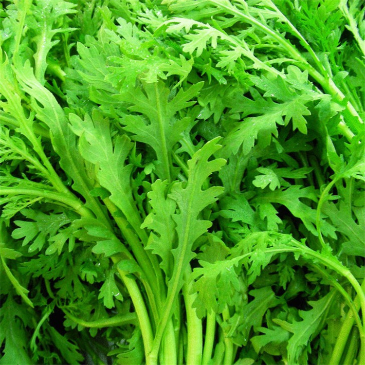 茼蒿菜籽大叶茼蒿种子茼蒿菜种大全秋冬季蔬菜茼蒿种籽四季孑菜苗