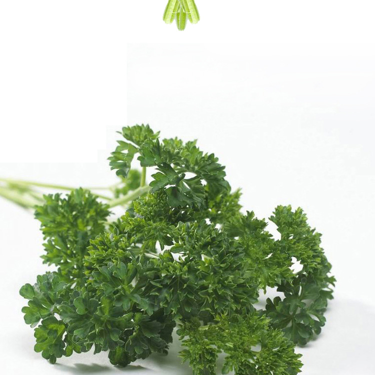 荷兰芹新鲜蔬菜批发蕃茜洋芫荽法香芹5斤包邮
