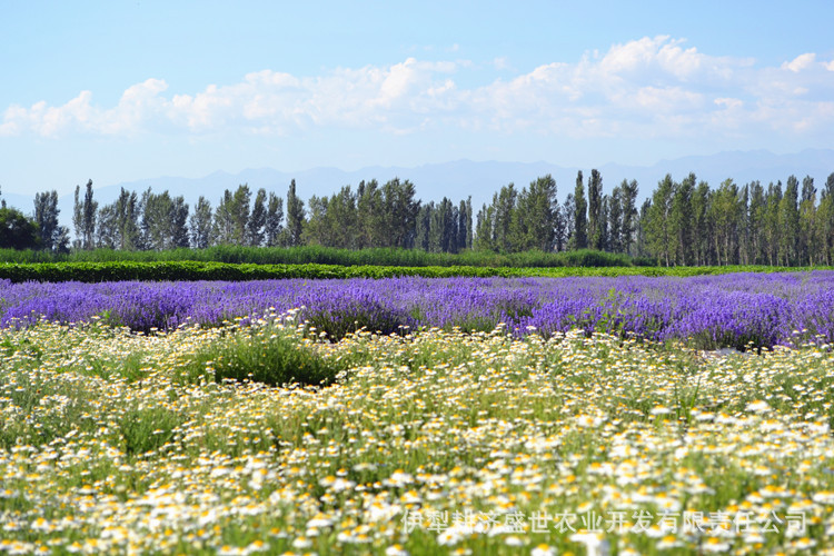 新疆伊犁罗马洋甘菊纯露花水干花粒花瓣无农残可灌肠似德国洋甘菊