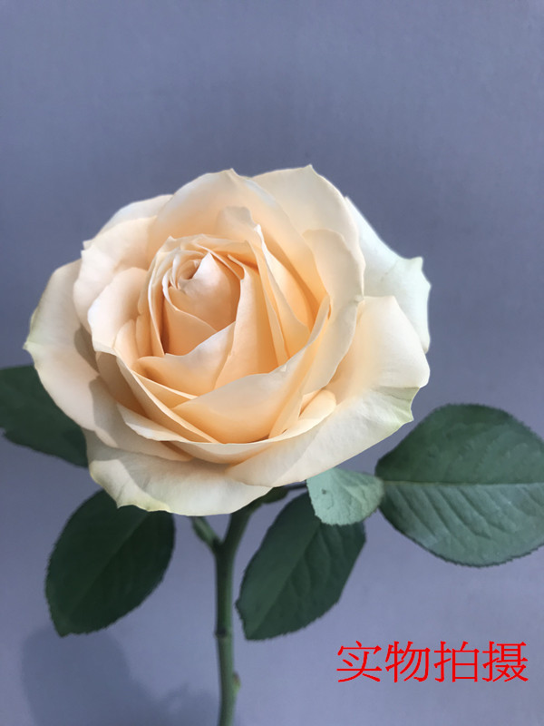 [迪威娜 香槟玫瑰]昆明鲜花批发 居家装饰 香槟蜜桃雪山鲜切花