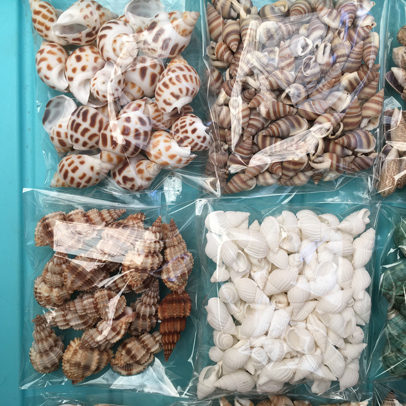 [天然白色迷你小米螺 1.5厘米] 超小海螺贝壳鱼缸底砂漂流许愿瓶