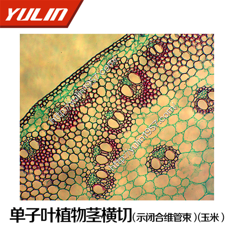 生物切片标本厂家单子叶植物茎横切(示闭合维管束(玉米)