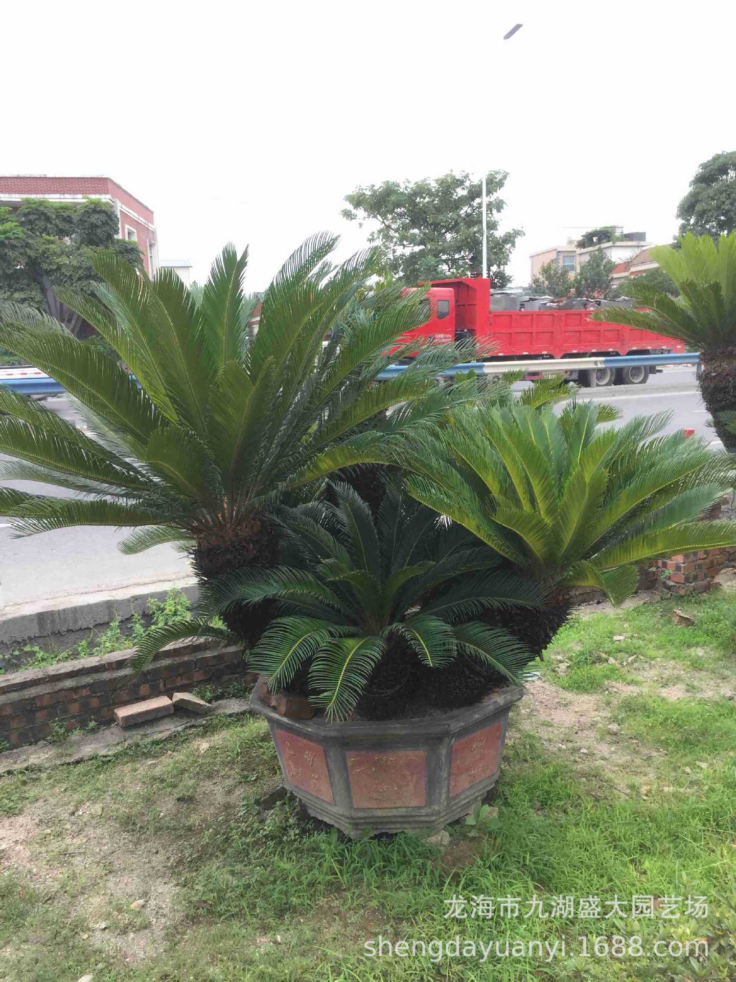 多头大铁树批发 丛生铁树盆景报价 哪里有卖多头铁树大量供应