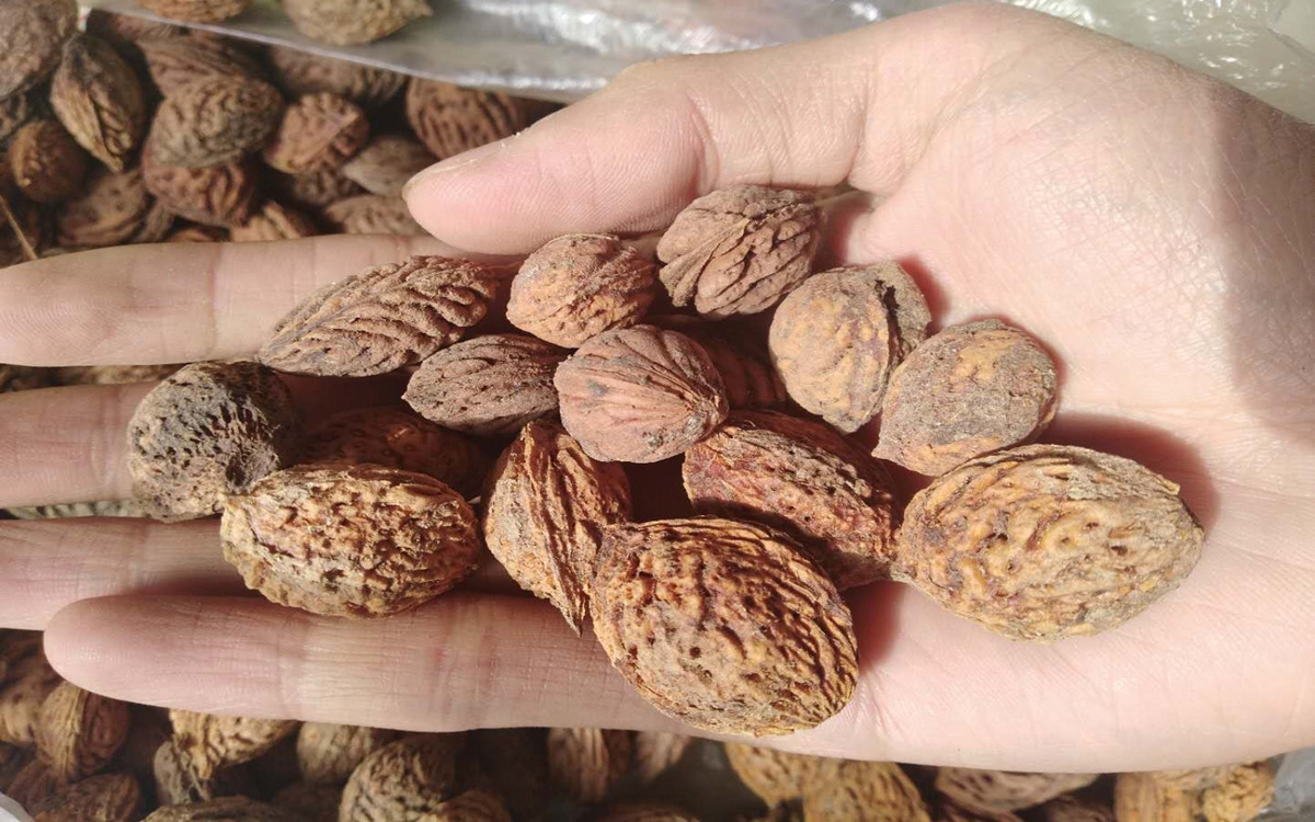 批发新采毛桃种子 毛桃核 大桃 桃子桃核 桃树核桃树种子量大优惠