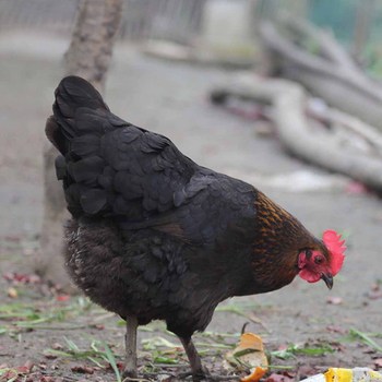 散养土鸡