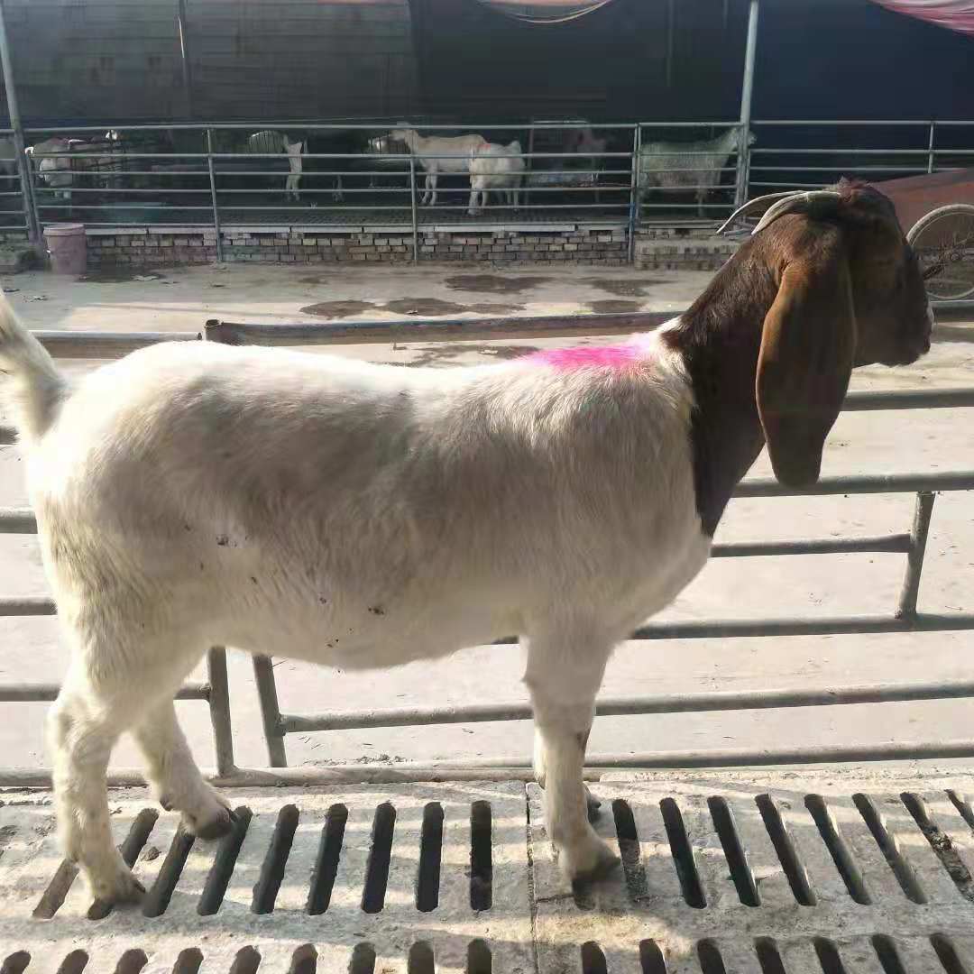 波尔山羊,波尔山羊价格,波尔山羊商品羊价,波尔山羊孕羊价格