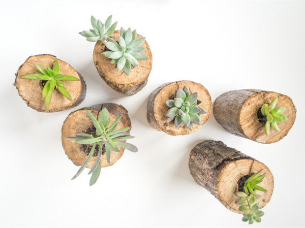 手工创意diy改造树桩为多肉植物花桩