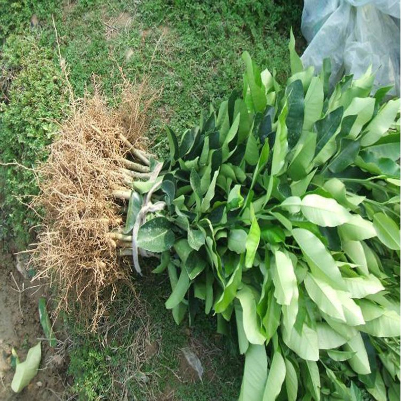 脐橙子苗 橙子树苗 九月红脐橙苗 早熟橙子脐橙苗嫁接果树苗包