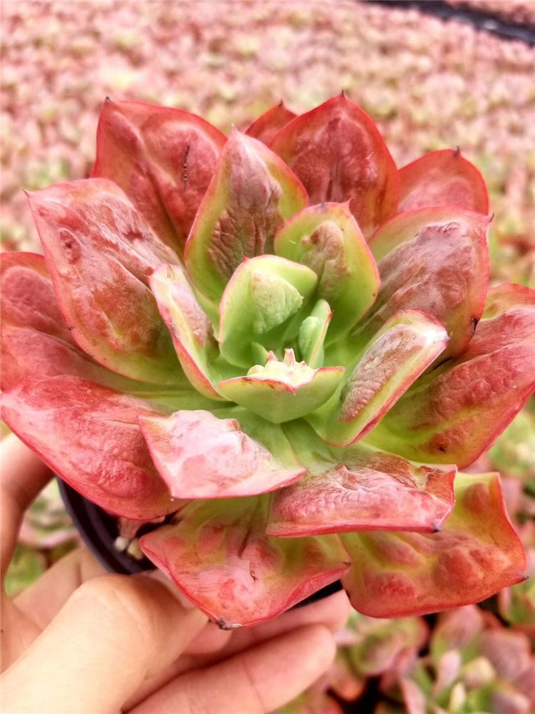 156多肉植物组合大棚批发 狂野男爵单头老桩盆11cm多肉品种