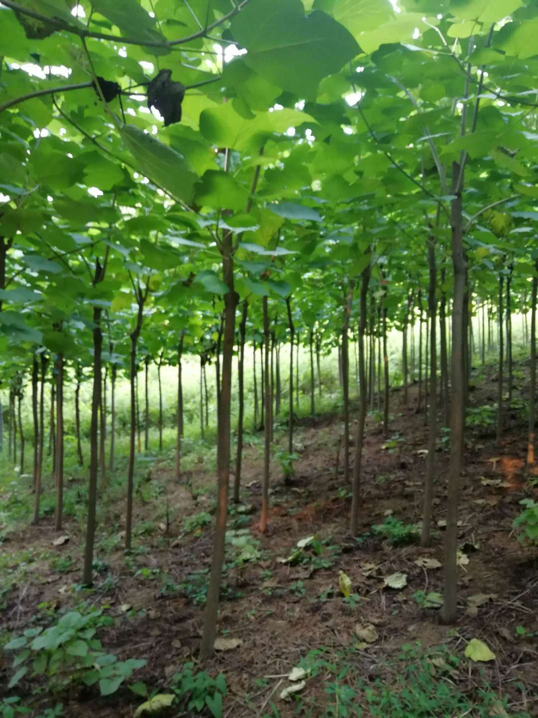 开原梧桐树批发 梧桐树工程苗 梧桐价格 东北梧桐树小苗