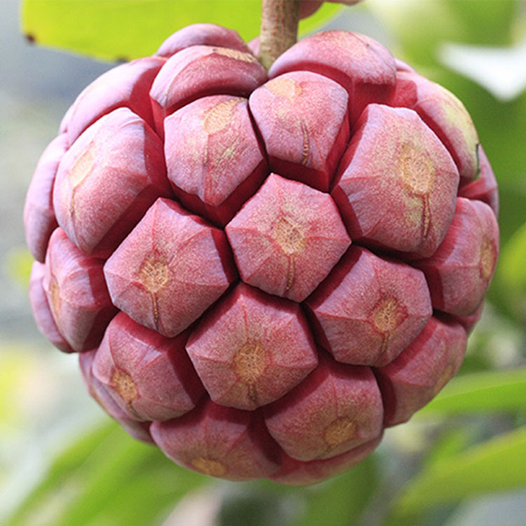 黑老虎布福娜恶魔果果实非苗木 2/3/5斤装即将上市目前没熟可咨询