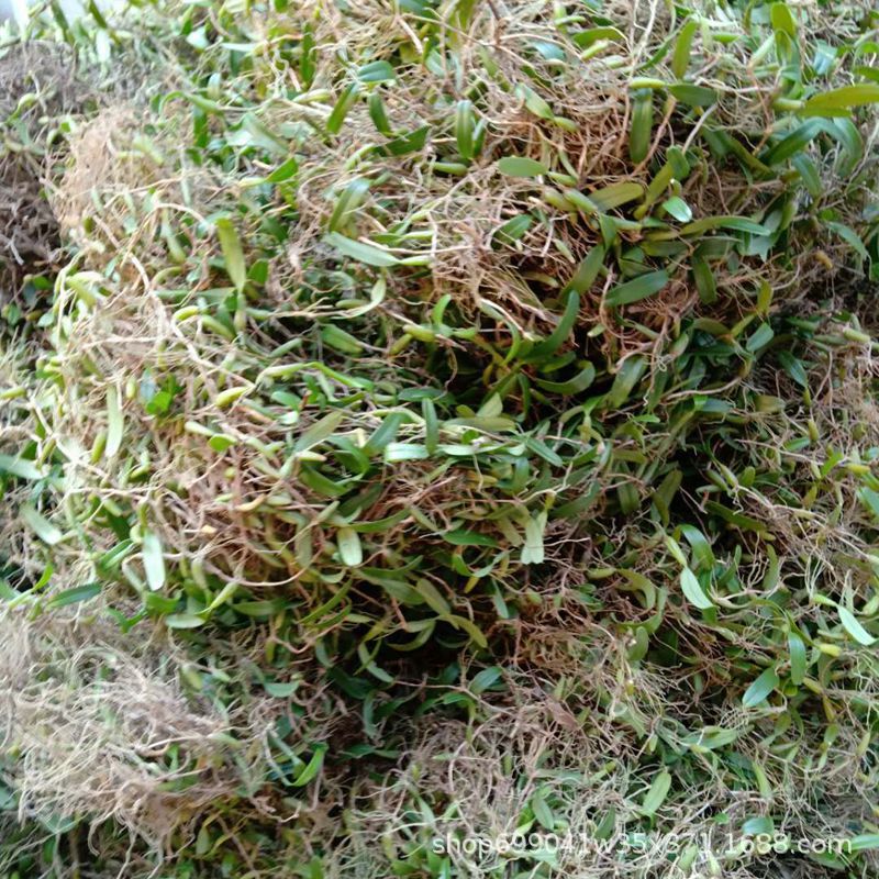 中药材单叶石橄榄 石仙桃 石虾 石上莲 石穿盘新鲜采摘批发