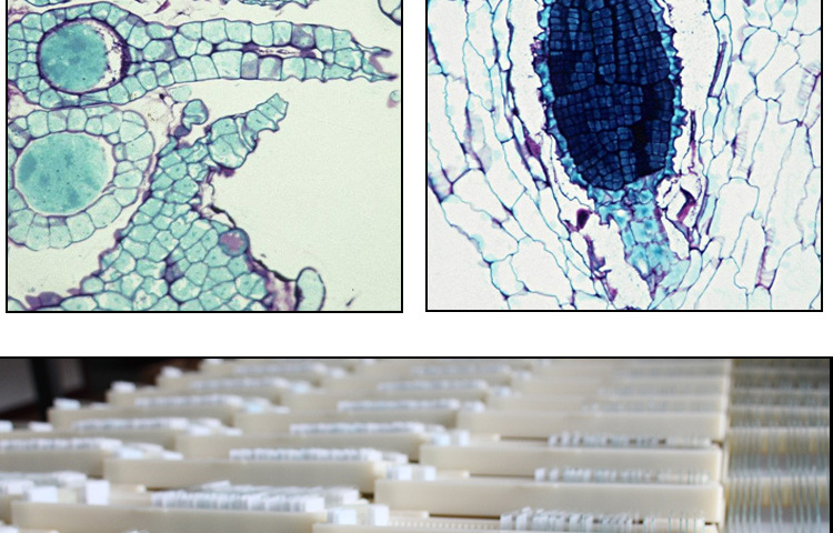 教学标本结构清晰地钱系列切片标本地钱精子器地钱颈卵器生物切片