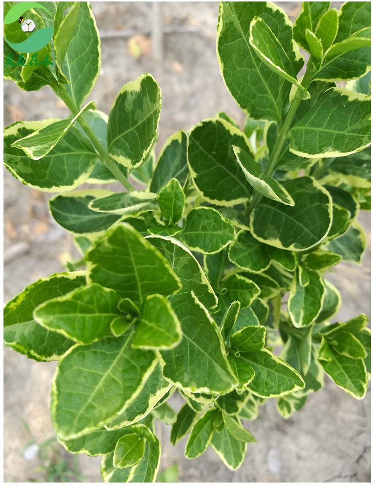 基地直销冬红彩叶卫矛变色适应强冬红卫矛不落叶耐旱耐干金边卫矛