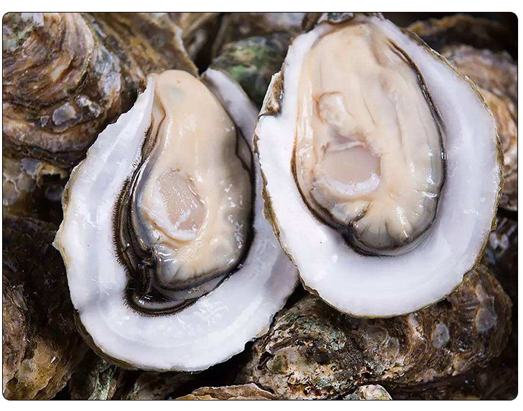 【顺丰空运5斤装】烟台乳山生蚝 海鲜牡蛎鲜活海产威海特产海蛎子