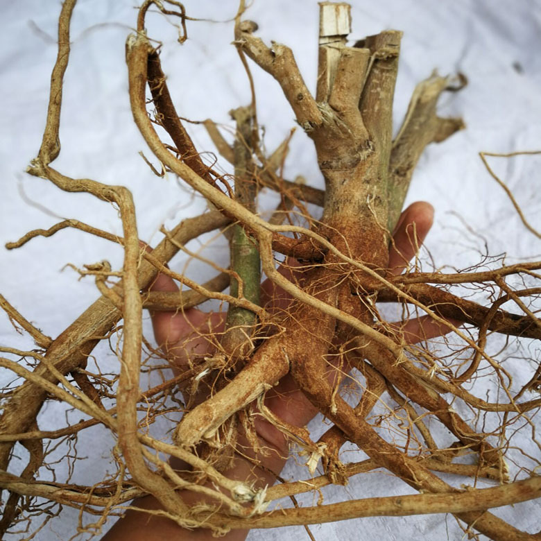 正品野生磨盘根整棵 磨盘草根 磨盆根 磨盆草根帽仔盾头 新货无硫