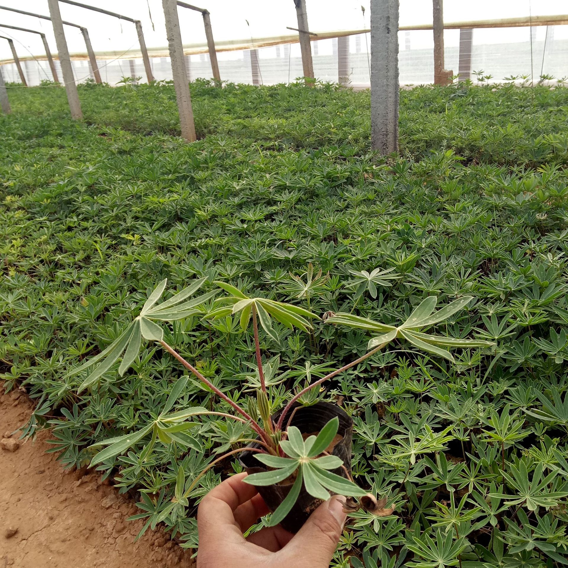 鲁冰花 盆栽鲁冰花羽扇豆 种子羽扇豆苗 宿根花卉