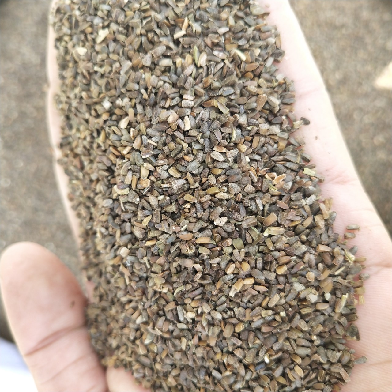 中药材 茺蔚子包邮