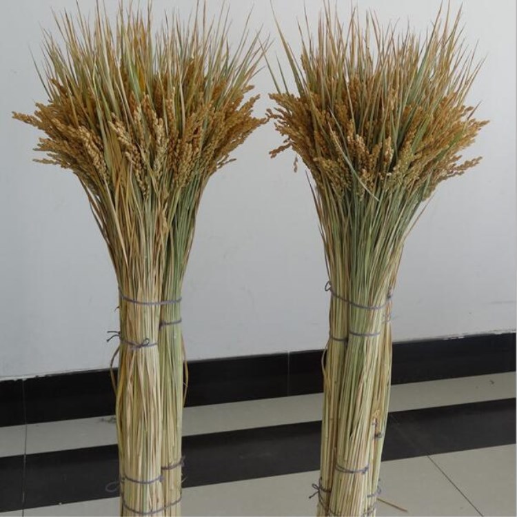 天然干花稻穗稻草稻谷干枝丰收农家乐仿真花干花麦穗干芦苇100支