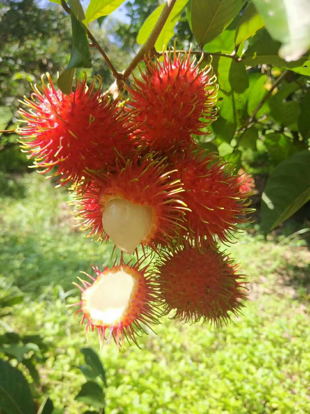 海南保亭红毛丹7号果水多肉甜4斤装