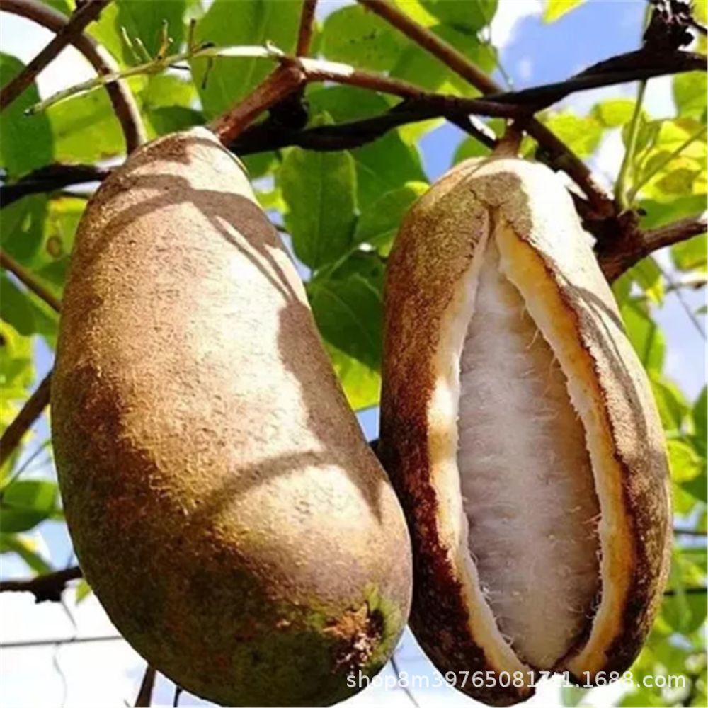 九月黄八月瓜树苗 品种 适应力强成活率高南北方种植八月瓜苗爬藤