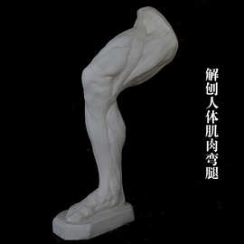 隆树脂肌肉头像模型美术静物教具肌肉男头像解剖肌肉石膏半身像复购率