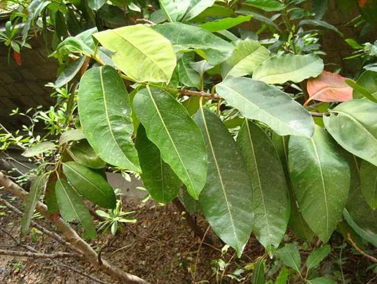 水翁水翁花 种子 花草茶 水红花籽 菜籽发芽率高基地发货