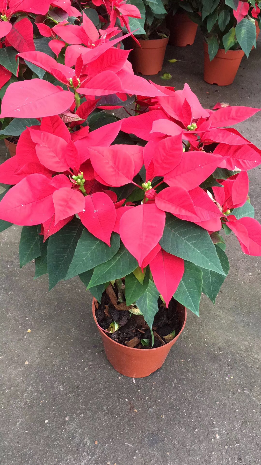 基地批发 圣诞红盆栽 吉祥万年红花卉 25-30一品红 量大价优