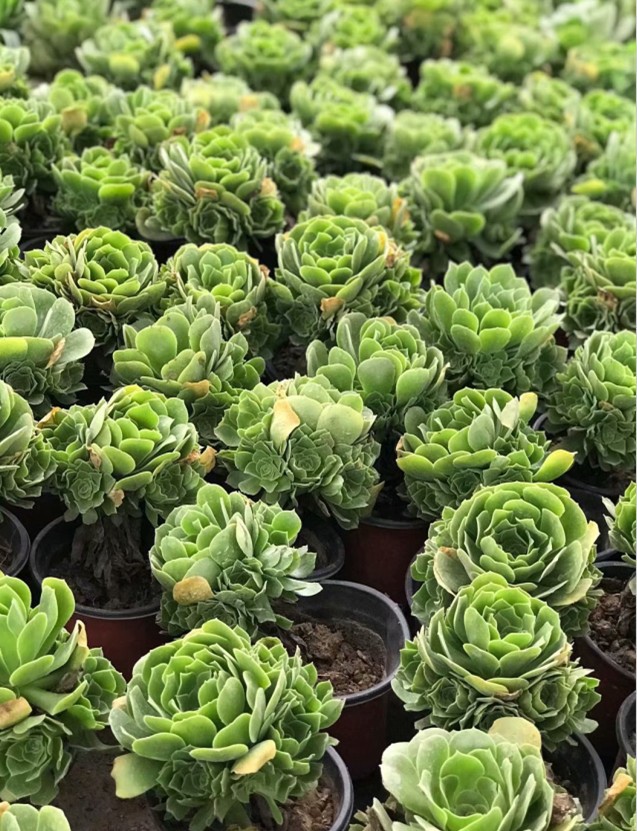 绿羊绒法师大捧花绿羊绒多头老桩实拍20-30头法师系列