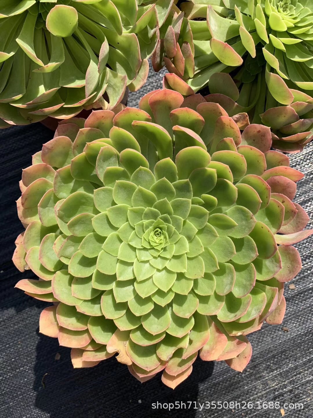 855精品状态多肉植物基地批发 原始翡翠冰母本级品相实拍多肉法师