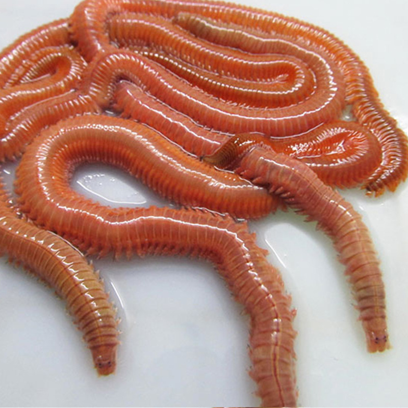 活沙蚕红青虫海蜈蚣海蚯蚓海虫活饵厂家直销鱼饵批发