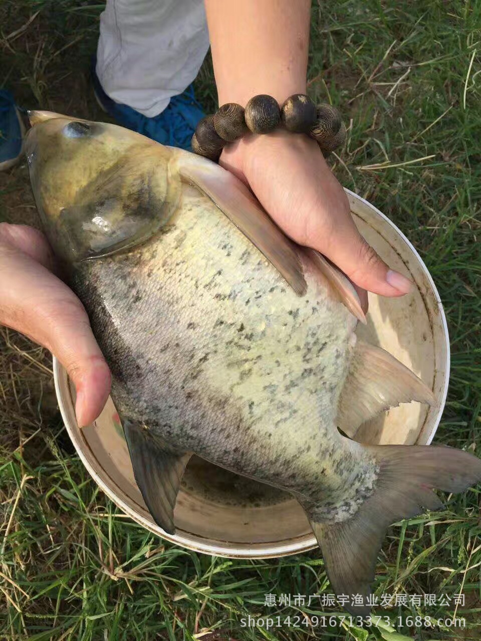 缩骨大头鱼 大头鱼鱼苗 淡水养殖鱼苗 鱼苗基地直销 价格优惠