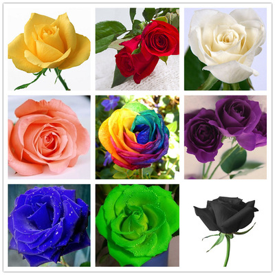 花卉种子玫瑰种子多彩玫瑰花四季阳台盆栽10种颜色特价50粒/1元