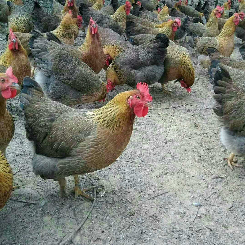 供应 清远麻鸡 正宗散养麻鸡苗 正宗广东麻鸡