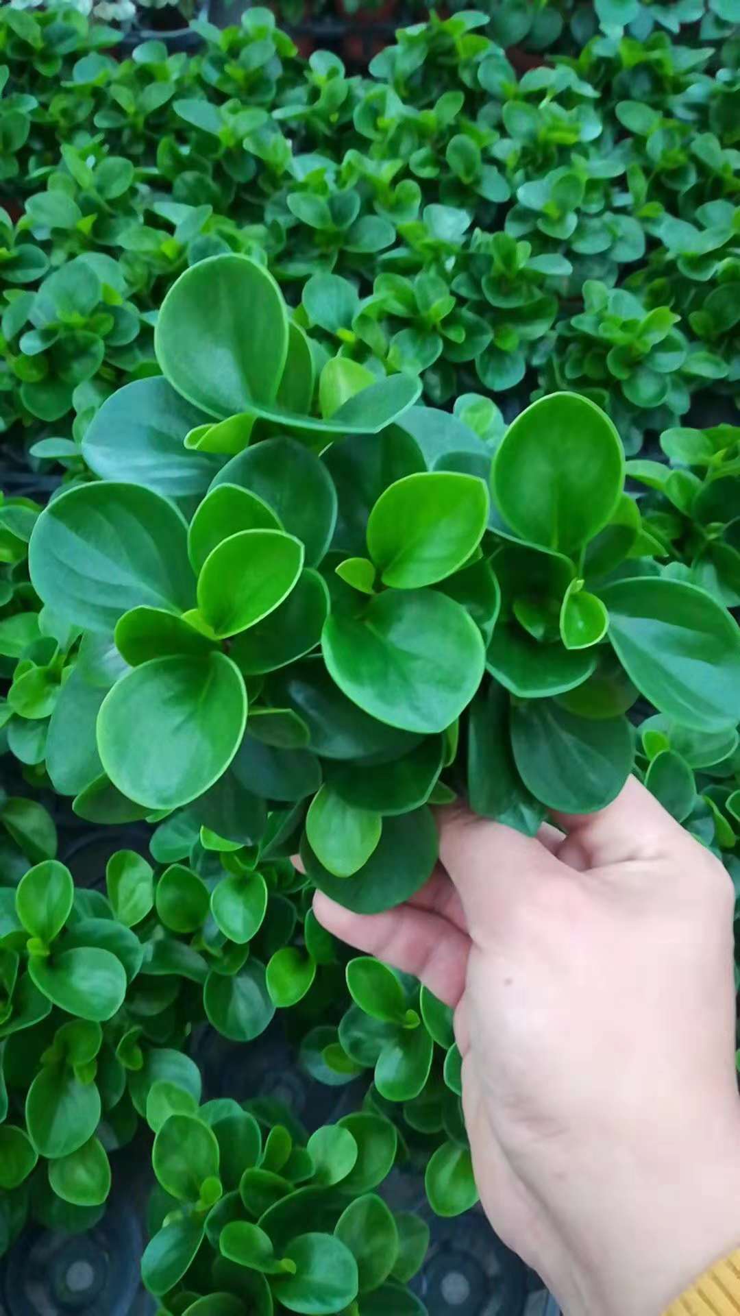 【基地直销】观叶植物小盆栽绿植 室内吸甲醛花卉 90#青叶碧玉