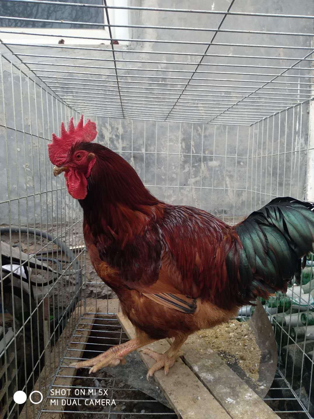 湖北鸡苗.广州鸡苗.四川鸡苗.鸡苗孵化场.鸡苗孵化厂