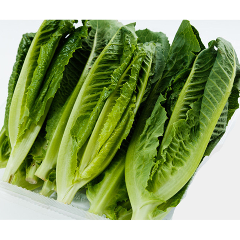 绿罗直立生菜种子好吃促销 罗马直立生菜特菜种子四季蔬菜种子